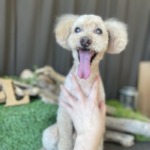 3/22　グルーミング