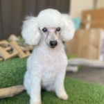 3/23 グルーミング