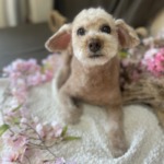 3/31　グルーミング