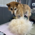 4/11 グルーミング