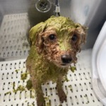 4/30　グルーミング