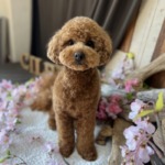 4/5 グルーミング