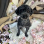 4/9  グルーミング