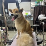 4/19 グルーミング