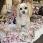 4/1  グルーミング