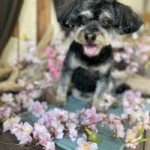 4/2 グルーミング