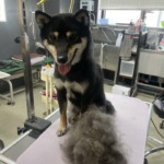 4/13　グルーミング