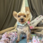 4/15 グルーミング