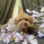 4/16　グルーミング