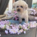 4/21　グルーミング