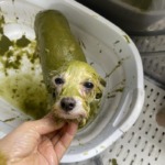 4/22　グルーミング