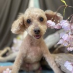 4/23　グルーミング