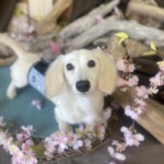 4/24　トリミング