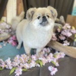 4/27　グルーミング