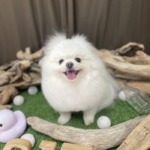 7/11 グルーミング