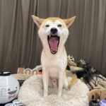 10/27　グルーミング